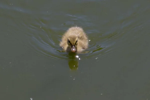 Een Eendje Zwemmen Het Water Van Vijver — Stockfoto