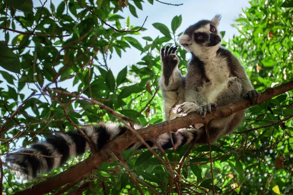 Nízký Úhel Záběru Lemur Odpočívající Větvi Stromu Během Slunečného Dne — Stock fotografie