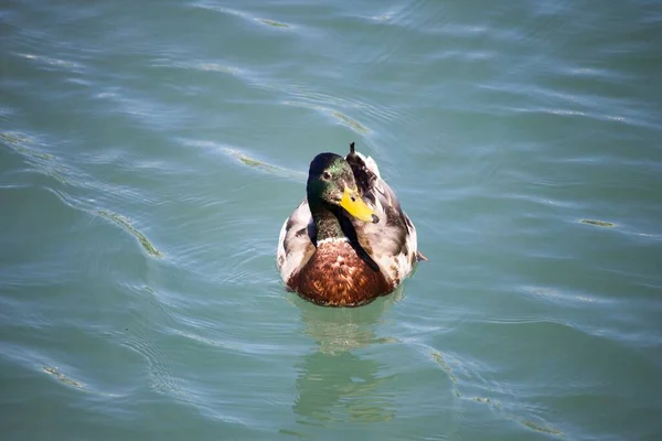 在白天 一只野鸭在平静的蓝色水面上游泳的特写镜头 — 图库照片