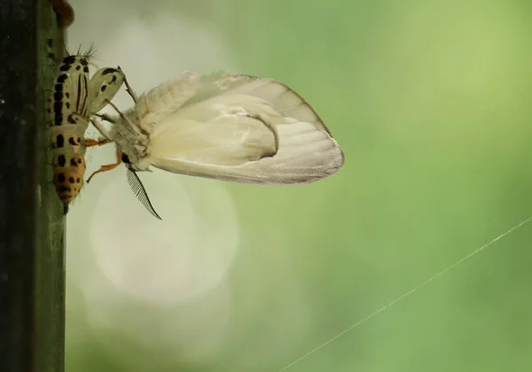 Enfoque Selectivo Una Polilla Satén Blanco Jardín Capturado Japón —  Fotos de Stock