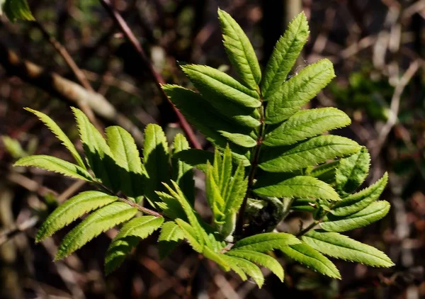 Mise Point Sélective Une Branche Arbre Fleurs Dans Arrière Plan — Photo