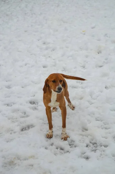 Perro Beagle Marrón Americano Nieve Invierno —  Fotos de Stock
