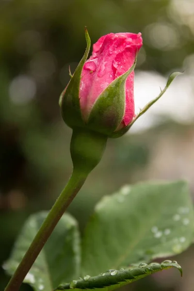 Enfoque Selectivo Vertical Una Rosa Rosa Floreciente Con Vegetación Fondo — Foto de Stock