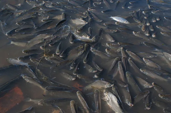 魚の多い汚れた池の高角度のショット — ストック写真