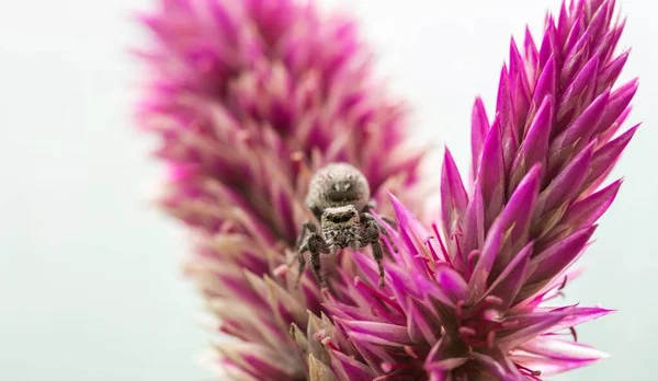 Μια Επιλεκτική Φωτογραφία Μιας Αράχνης Ένα Μωβ Φυτό — Φωτογραφία Αρχείου