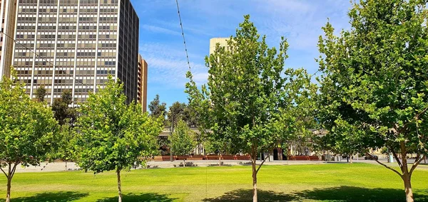 公园里一株美丽的绿树 高楼耸立 蓝天映衬 — 图库照片
