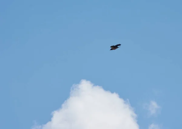 Silhuett Fågel Som Flyger Den Blå Himlen — Stockfoto