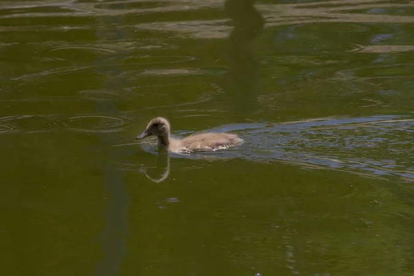 一只小鸭在池塘的水面上游泳 — 图库照片