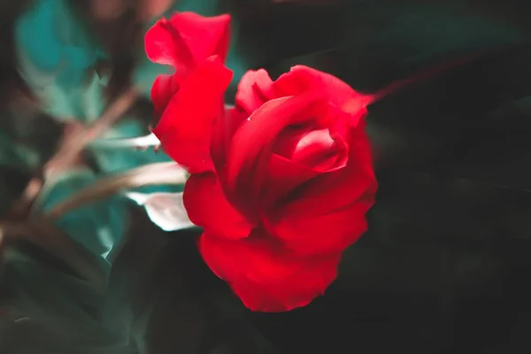 Gros Plan Une Fleur Rose Rouge Sur Fond Flou — Photo