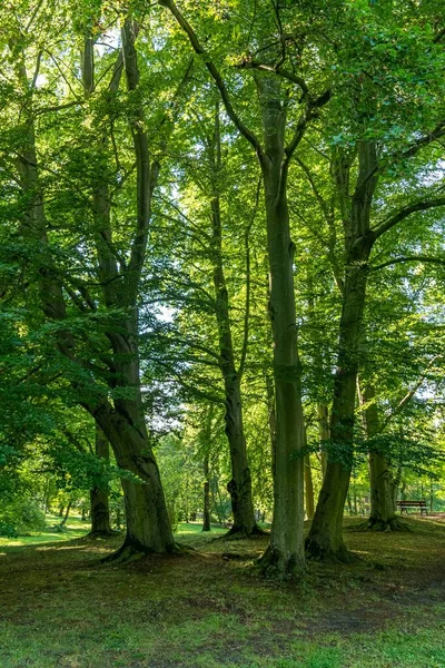 Вертикальная Картина Выстроенных Деревьев Лесу — стоковое фото