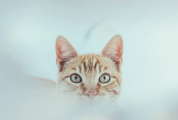 Closeup Shot Cute Fluffy Domestic Cat White Background — Stock Photo, Image