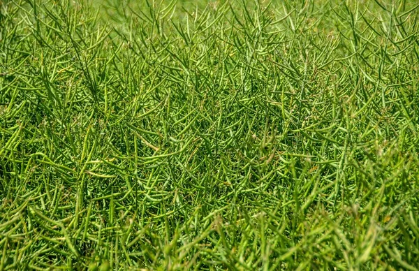 Tiro Ângulo Alto Campo Grama Verde Sob Luz Solar — Fotografia de Stock