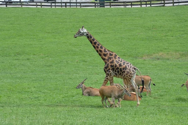 Een Giraffe Een Groep Antilopen Het Groene Veld — Stockfoto