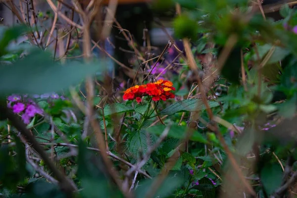 Las Coloridas Flores Lantana Camara Jardín — Foto de Stock