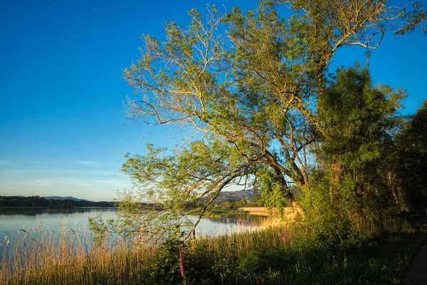 木々や湖と緑の風景の魅惑的なショット — ストック写真