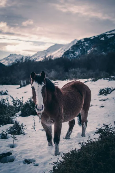 Vertical Closeup Shot Brown Horse Winter Forest — Stock Photo, Image