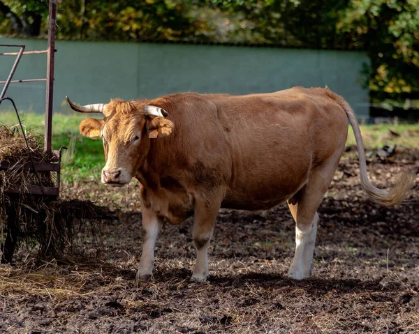 Zbliżenie Brązową Krowę Pasącą Się Farmie Dzień — Zdjęcie stockowe