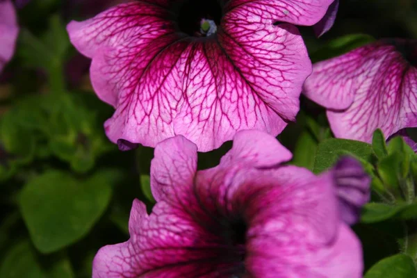 Макроснимок Красивой Фиолетовой Петунии Узорами — стоковое фото