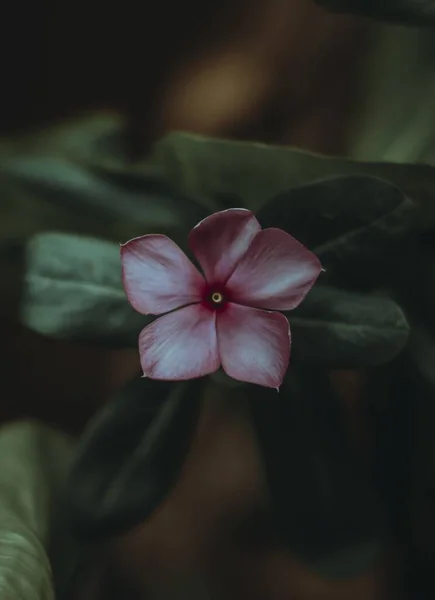 Vertikal Närbild Sot Blommande Rosa Blomma Med Grönska Bakgrunden — Stockfoto