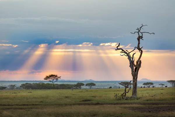 Bela Paisagem Paisagem Serengeti Com Pôr Sol Azul Laranja Com — Fotografia de Stock