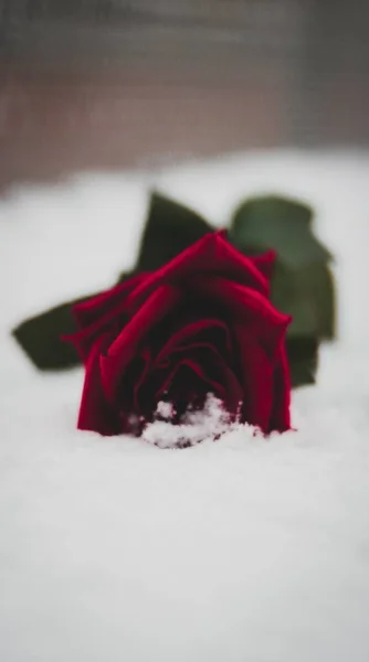 Colpo Verticale Una Rosa Rossa Una Panchina Coperta Neve — Foto Stock