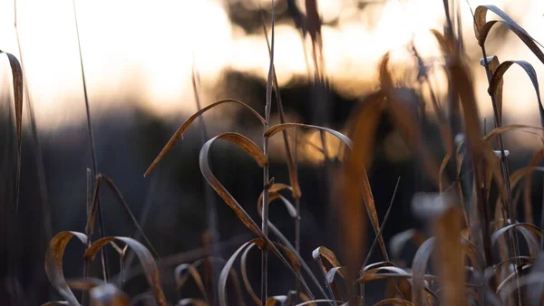 Bulanık Bir Arkaplanda Kuru Bitkilerin Yakın Plan Çekimi — Stok fotoğraf