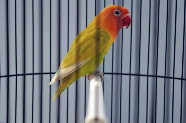 Kafesteki Sevimli Renkli Bir Papağanın Seçici Odak Noktası — Stok fotoğraf