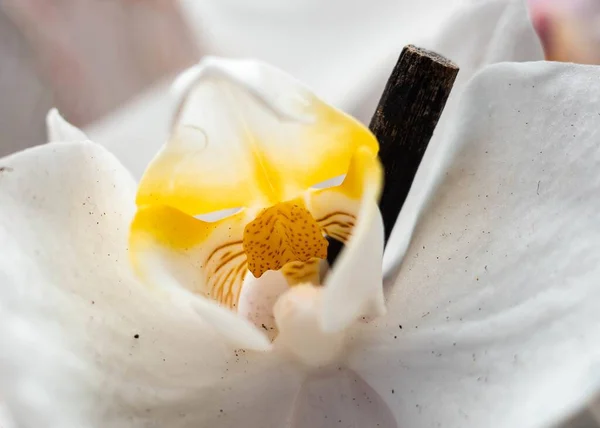 Macro Shot Beautiful White Moth Orchid Phalaenopsis Amabilis — Stock Photo, Image