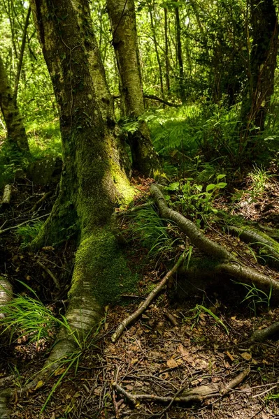 Belo Tiro Floresta Com Árvores Altas Cobertas Musgo — Fotografia de Stock