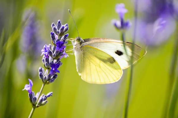 一只美丽的蝴蝶在花朵上的近照 — 图库照片