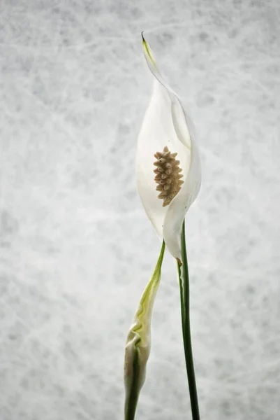 美しい白いアームの花の垂直クローズアップショット — ストック写真