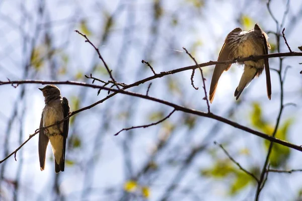 Ağaçta Yaprakları Olmayan Ince Dallarda Oturan Güzel Bir Kuş — Stok fotoğraf