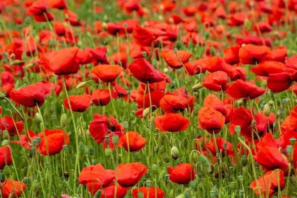 Tiro Ángulo Alto Campo Completamente Cubierto Amapolas Rojas — Foto de Stock