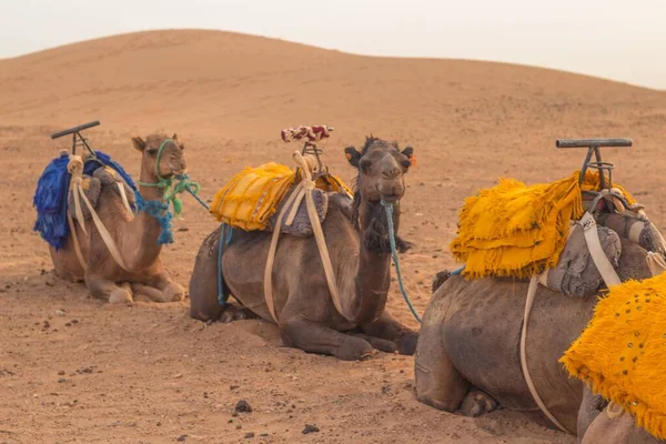 Selektiv Fokusbild Arabiska Kamelerna Vilande Sanddyner — Stockfoto