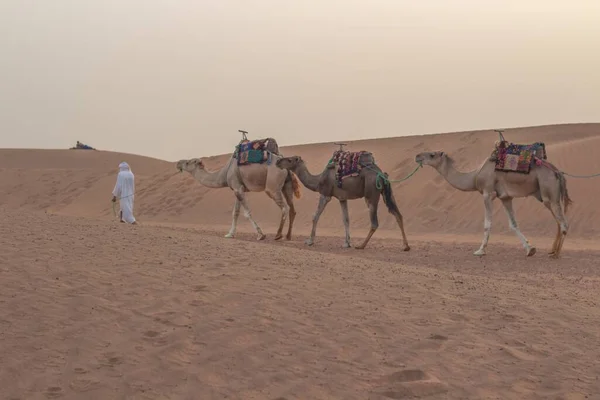 Uma Foto Hipnotizante Cameleer Com Camelos Deserto — Fotografia de Stock