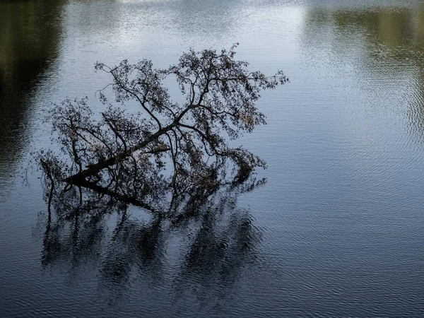 호수에 쓰러진 나무의 아름다운 — 스톡 사진