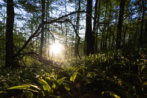 Крупним Планом Знімок Високорослих Дерев Лісі Під Сонячним Світлом — стокове фото