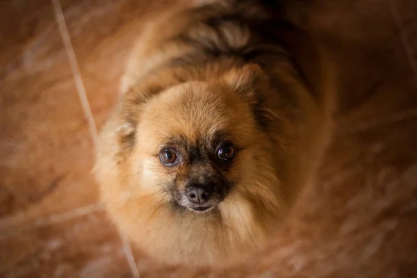 Wysoki Kąt Strzał Ładnego Brązowego Pomeranian Plujący Pies — Zdjęcie stockowe