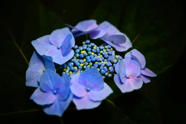Primer Plano Extremo Flores Hortensia Azul Sobre Fondo Oscuro Tokio —  Fotos de Stock