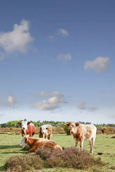 Vertikální Záběr Jak Poli Ochlazují Krávy Pozorují Fotografa Během Horkého — Stock fotografie