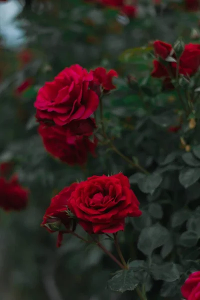 Belas Rosas Jardim Flores Vermelhas — Fotografia de Stock