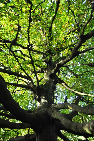 Pionowe Niskie Ujęcie Drzewa Pięknymi Zielonymi Liśćmi Parku — Zdjęcie stockowe