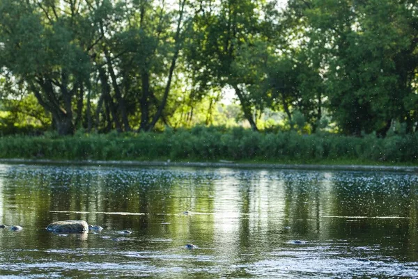 Une Belle Vue Sur Lac Dans Forêt — Photo