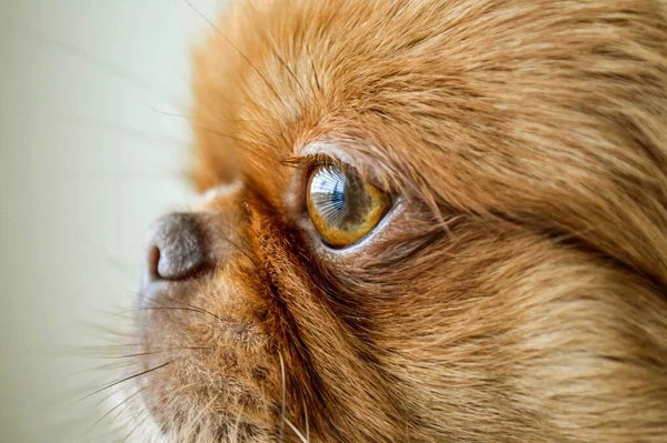 Primer Plano Cachorro Pekinés Pelo Corto —  Fotos de Stock