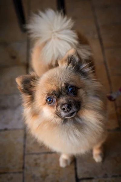 Vysoký Úhel Záběr Roztomilé Hnědé Pomeranian Spitz Pes — Stock fotografie
