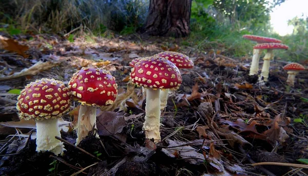 Closeup Vibrant Fly Agaric Mushrooms Growing Forest Floor — Stock Photo, Image