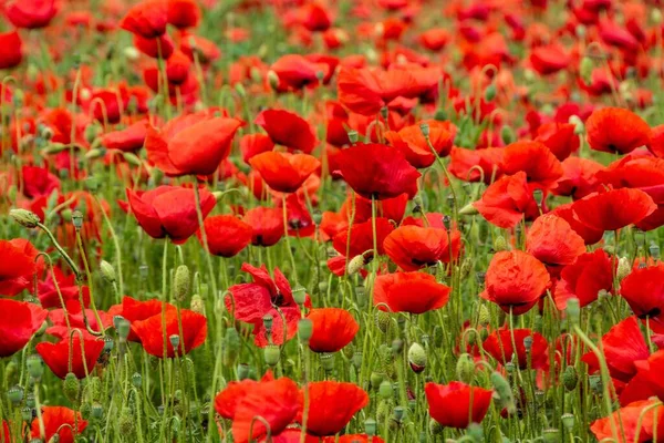 Tiro Ángulo Alto Campo Completamente Cubierto Amapolas Rojas — Foto de Stock