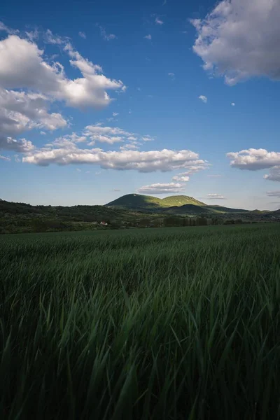 Colpo Verticale Dell Erba Verde Nel Campo Campagna Sotto Cielo — Foto Stock