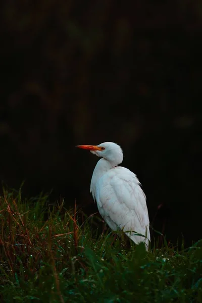 Vertical Shot Cattle Egret Field Covered Greenery Dark Blurry Background — Stock Photo, Image