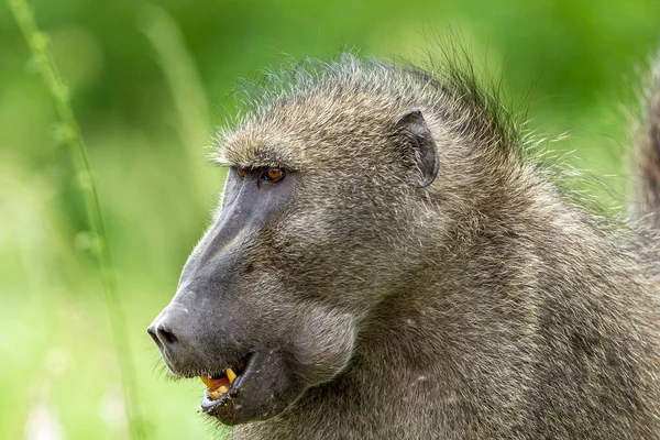 Detailní Záběr Opice Paviána Travnatém Poli Rozmazaným Pozadím — Stock fotografie